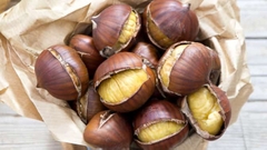 HẠT DẺ NHẬP KHẨU VÀ PHÂN PHỐI 2026