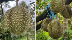 Vietnam Thailand Durian Export 2026