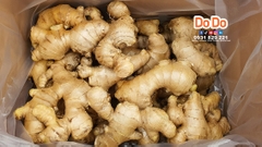 Vietnam Ginger Export -越南生姜出口- Gừng Xuất Khẩu | DODO FOOD | DODO GLOBAL