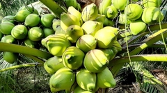 Giá dừa tươi tăng cao do nắng nóng và du lịch