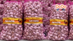 TỎI GÀ- DODO GLOBAL