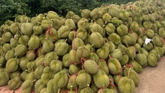 Trung Quốc trồng thành công sầu riêng