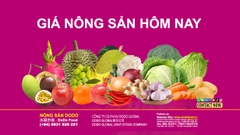GIÁ NÔNG SẢN HÔM NAY CHỢ ĐẦU MỐI NÔNG SẢN THỦ ĐỨC
