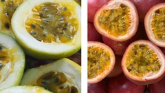 越南百香果种植 -Passion fruit cultivation in Vietnam