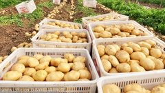 China Potato Exports Surge in 2025