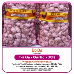 Chinese Garlic Export- 中国大蒜出口