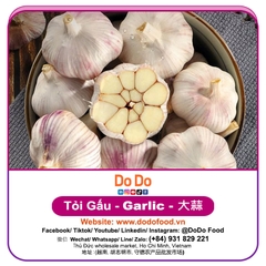 Chinese Garlic Export- 中国大蒜出口