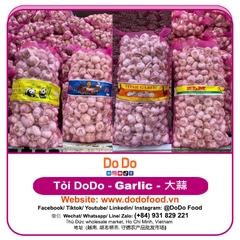 Chinese Garlic Export- 中国大蒜出口