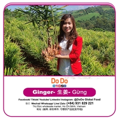 Gừng