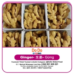 Gừng