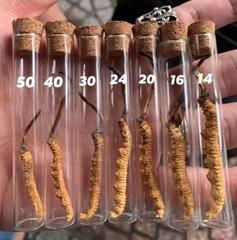 Đông Trùng Hạ Thảo Tây Tạng 30 con hộp 20g – Hàng VIP