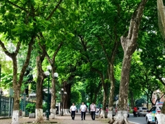 Hà Nội mùa sấu, nét đẹp văn hoá được lưu giữ mãi...