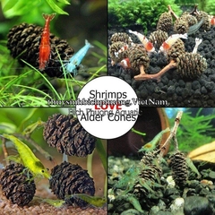 ALDER CONES ERLENZAPFEN CONE - QUẢ THÔNG KHÔ