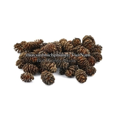 ALDER CONES ERLENZAPFEN CONE - QUẢ THÔNG KHÔ