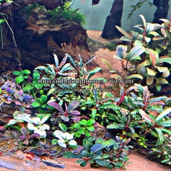 MINERAL GH+ THƯƠNG HIỆU EBI-VN - KHOÁNG CÁ TÉP