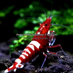 MINERAL GH+ THƯƠNG HIỆU EBI-VN - KHOÁNG CÁ TÉP