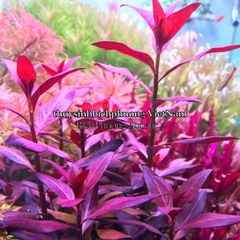 MAGIC BASE PLUS - CỐT NỀN GIÀU DINH DƯỠNG