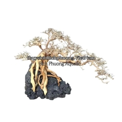 LŨA XƯƠNG CHÙM TÁN QUÝT MINI LÀM TÁN BONSAI