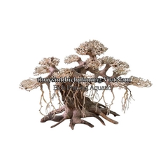 LŨA XƯƠNG CHÙM TÁN QUÝT MINI LÀM TÁN BONSAI