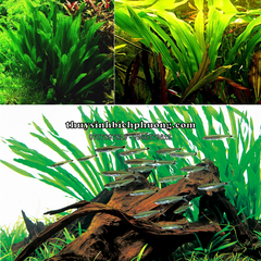 CÂY LƯỠI MÈO THỦY SINH