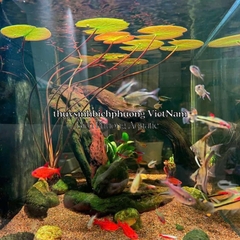 CỦ SÚNG | CỦ SEN THÁI ĐỎ - CÂY THỦY SINH