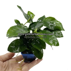 RÁY LÁ HOA | ANUBIAS NANA FLOWER - CÂY THỦY SINH