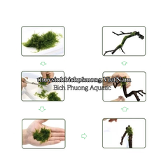 MOSS THREAD - CƯỚC BUỘC RÊU TÀNG HÌNH