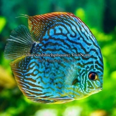 MINERAL GH/KH+ THƯƠNG HIỆU EBI-VN - KHOÁNG CÁ TÉP