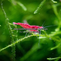 MINERAL GH/KH+ THƯƠNG HIỆU EBI-VN - KHOÁNG CÁ TÉP