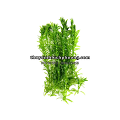 CÂY NGÔ CÔNG THẢO THỦY SINH