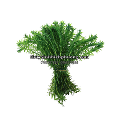 CÂY NGÔ CÔNG THẢO THỦY SINH