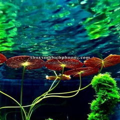 CỦ SÚNG | CỦ SEN THÁI ĐỎ - CÂY THỦY SINH