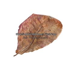 10 LÁ BÀNG KHÔ - GIẢM pH & THẦN DƯỢC PHÒNG VÀ ĐIỀU TRỊ BỆNH CHO CÁ CẢNH