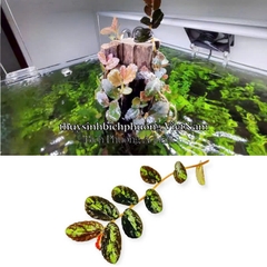 BUCEP PELLIONIA REPENS | THẰN LẰN NHUNG – DÂY LEO TẮC KÈ, DÂY LEO BÁN CẠN