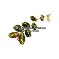 BUCEP PELLIONIA REPENS | THẰN LẰN NHUNG – DÂY LEO TẮC KÈ, DÂY LEO BÁN CẠN