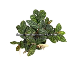 BUCEP PELLIONIA REPENS | THẰN LẰN NHUNG – DÂY LEO TẮC KÈ, DÂY LEO BÁN CẠN