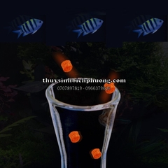 ỐNG THỦY TINH TRUYỀN THỨC ĂN CHO CÁ TÉP