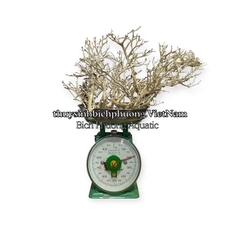 LŨA XƯƠNG CHÙM TÁN QUÝT MINI LÀM TÁN BONSAI