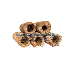 LARGE CHOLLA WOOD - LŨA XƯƠNG RỒNG