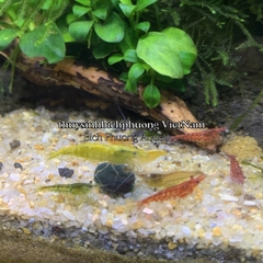 TẢO XOẮN SPIRULINA NHẬT BẢN - THỨC ĂN BỔ SUNG DƯỠNG CHẤT CHO CÁ TEP CẢNH