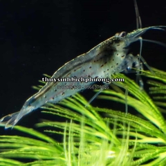 TÉP YAMATO | AMANO SHRIMP - DŨNG SĨ DIỆT RÊU HẠI
