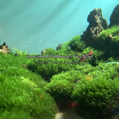 MINI FISSIDEN | MINI FISS MOSS - RÊU TRÃI NỀN MINIFISS