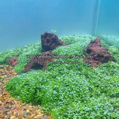 MINI FISSIDEN | MINI FISS MOSS - RÊU TRÃI NỀN MINIFISS