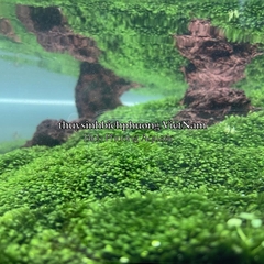 MINI FISSIDEN | MINI FISS MOSS - RÊU TRÃI NỀN MINIFISS