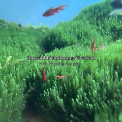 MINI FISSIDEN | MINI FISS MOSS - RÊU TRÃI NỀN MINIFISS