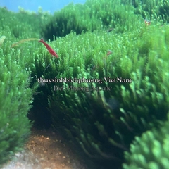 MINI FISSIDEN | MINI FISS MOSS - RÊU TRÃI NỀN MINIFISS