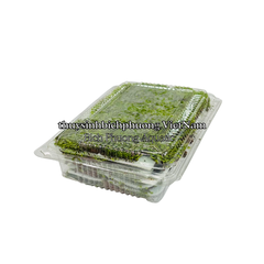 MINI FISSIDEN | MINI FISS MOSS - RÊU TRÃI NỀN MINIFISS