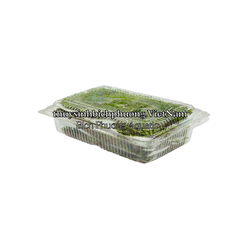 MINI FISSIDEN | MINI FISS MOSS - RÊU TRÃI NỀN MINIFISS