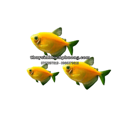 CÁNH BUỒM VÀNG - CÁ CẢNH