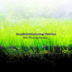 FLUVAL BIO STRATUM 8KG - PHÂN NỀN / ĐẤT NỀN THỦY SINH